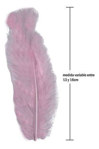 Plumas Para Decoración Paquete 50 Unidades