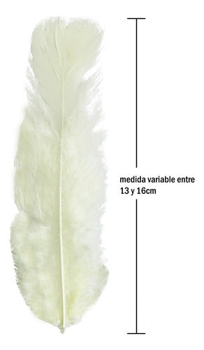 Plumas Para Decoración Paquete 50 Unidades