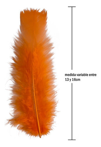 Plumas Para Decoración Paquete 50 Unidades