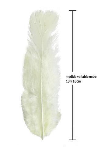 Plumas Decorativas Para Manualidades X500 Unidades