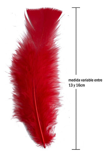 Plumas Para Decoración Paquete 50 Unidades